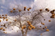 Kenya Acacia Back-necked and Vitelline Masked Weaver Poster Print