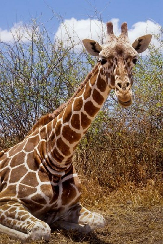 Giraffe lying down in Loisaba Wilderness Poster Print by Alison Jones