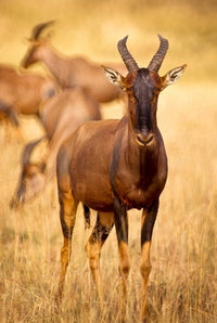 Female topi standing on grassy plain in Masai Mara Game Reserve, Kenya - Poster Print