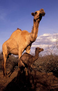 Dromedary Camel Mother and Baby Poster Print by Art Wolfe