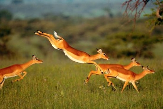 Impala (Aepyceros melampus) art print by Art Wolfe, showcasing wildlife in the Mara River, Kenya.