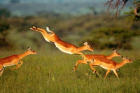 Impala (Aepyceros melampus) art print by Art Wolfe, showcasing wildlife in the Mara River, Kenya.