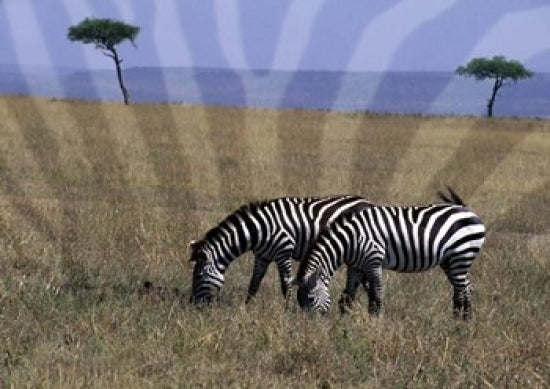 Zebra on the Serengeti art print by Bill Bachmann showcasing zebras in a vibrant African landscape.
