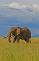 Poster print of a male elephant in Maasai Mara National Park by Bill Bachmann.