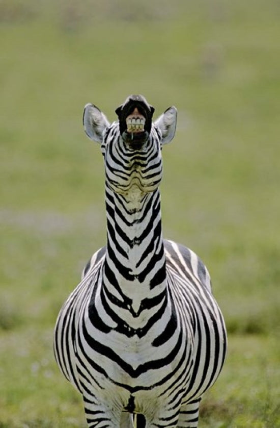 Male Burchell's Zebra Flehmen Display Poster Print by Jaynes Gallery