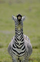 Male Burchell's Zebra Flehmen Display Poster Print by Jaynes Gallery