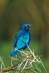 Kenya Lake Nakuru Starling Bird perched on thorny acacia tree poster print.