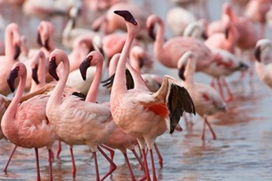 Lake Nakuru Flamingo Tropical Birds Poster Print by Jaynes Gallery