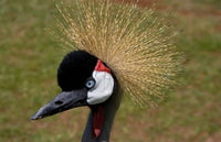 Crowned Crane Bird Poster Print from Kenya Masai Mara by Jaynes Gallery