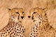 http://c328301.r1.cf1.rackcdn.com/PDDAF21BJA0028.jpg