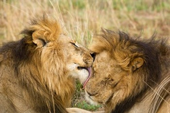 Kenya Masai Mara Male Lions Poster Print showcasing wildlife beauty.