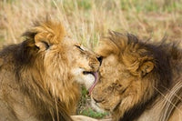Kenya Masai Mara Male Lions Poster Print showcasing wildlife beauty.
