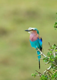 Lilac-Breasted Roller Bird Poster Print from Masai Mara, art by Jaynes Gallery.