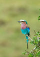 Lilac-Breasted Roller Bird Poster Print from Masai Mara, art by Jaynes Gallery.