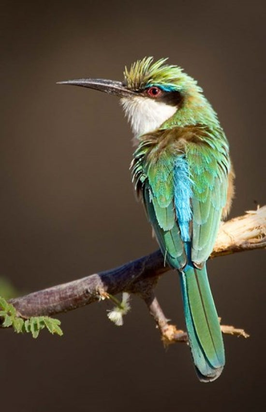 Kenya Samburu NR Somali Bee-Eater Tropical Bird Poster Print