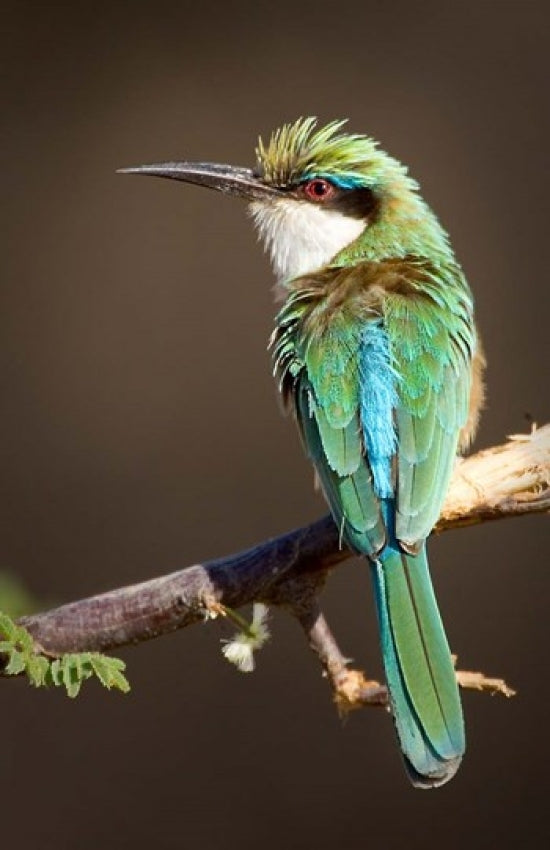 Somali Bee-Eater tropical bird poster print by Jaynes Gallery showcasing vibrant colors.