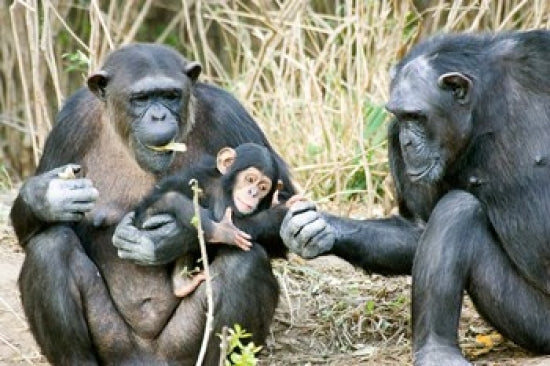 Chimpanzees at Sweetwaters Tented Camp Poster Print showcasing wildlife in Kenya.