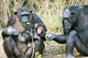 Chimpanzees at Sweetwaters Tented Camp Poster Print showcasing wildlife in Kenya.