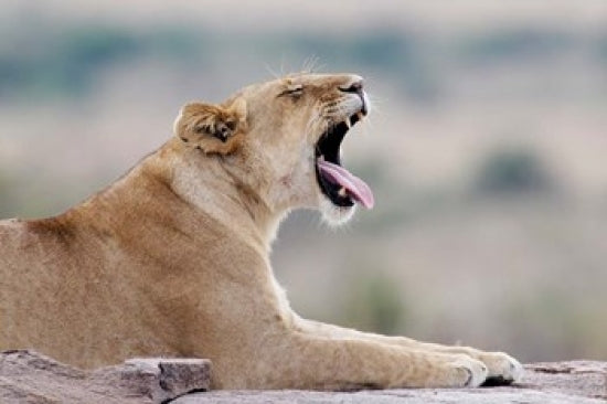 African Lion Poster Print from Keekorok Lodge in Masai Mara NWR