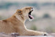 African Lion Poster Print from Keekorok Lodge in Masai Mara NWR