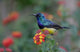 Variable Sunbird Male Poster Print showcasing Lake Naivasha, Kenya.