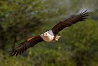 Fish Eagle in Flight Poster Print by Jaynes Gallery
