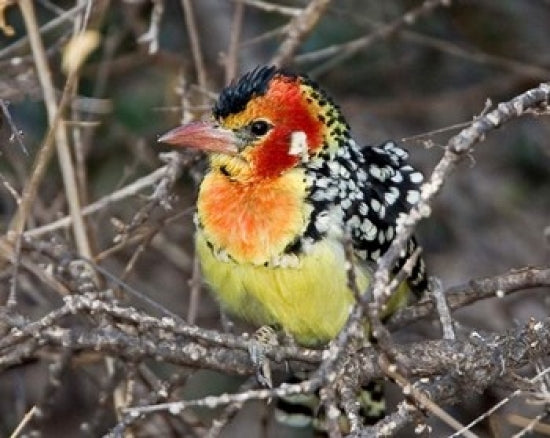 Kenya Red and Yellow Barbet Bird Poster Print on Tree Limb