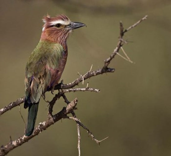 Rufous-crowned Roller bird perched on a limb art print.