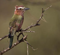 Rufous-crowned Roller bird perched on a limb art print.