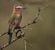Rufous-crowned Roller bird perched on a limb art print.