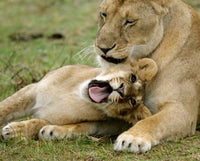 African Lions at Keekorok Lodge Poster Print depicting majestic lions in the Masai Mara.
