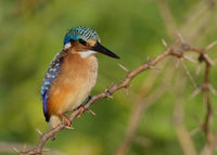 Pygmy Kingfisher perched on thorny limb poster print featuring Lake Baringo scenery.