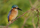 Pygmy Kingfisher perched on thorny limb poster print featuring Lake Baringo scenery.
