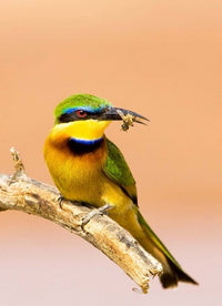 Little Bee-eater bird perched on a limb holding a bee in its beak, vibrant colors, wildlife art.
