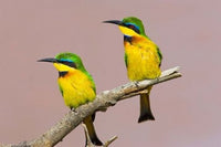 Two little bee-eater birds on limb poster print by Jaynes Gallery