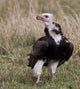 Kenya White-Headed Vulture Poster Print by Jaynes Gallery