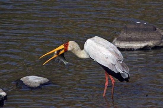 Yellow-Billed Stork fishing in Masai Mara poster print
