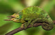 Close-up of Jackson's Chameleon on limb poster print.
