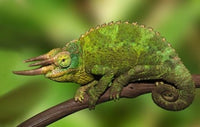 Close-up of Jackson's Chameleon on limb, vibrant wildlife poster print.