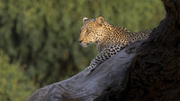 Leopard resting on a dead tree poster print showcasing wildlife in Kenya.