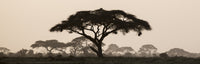 Silhouette of an umbrella thorn acacia tree at sunset in Maasai Mara National Reserve poster