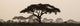 Silhouette of an umbrella thorn acacia tree at sunset in Maasai Mara National Reserve poster