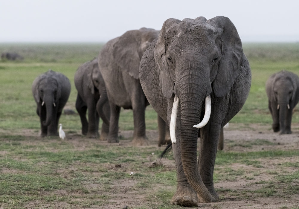 Amboseli National Park elephants poster print by Jaynes Gallery
