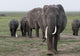 Amboseli National Park elephants poster print by Jaynes Gallery