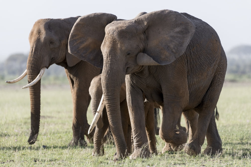 Close-up of elephants walking in Amboseli National Park poster print.