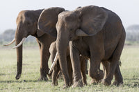 Close-up of elephants walking in Amboseli National Park poster print.