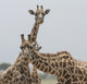 Close-up of giraffes in Amboseli National Park poster print.