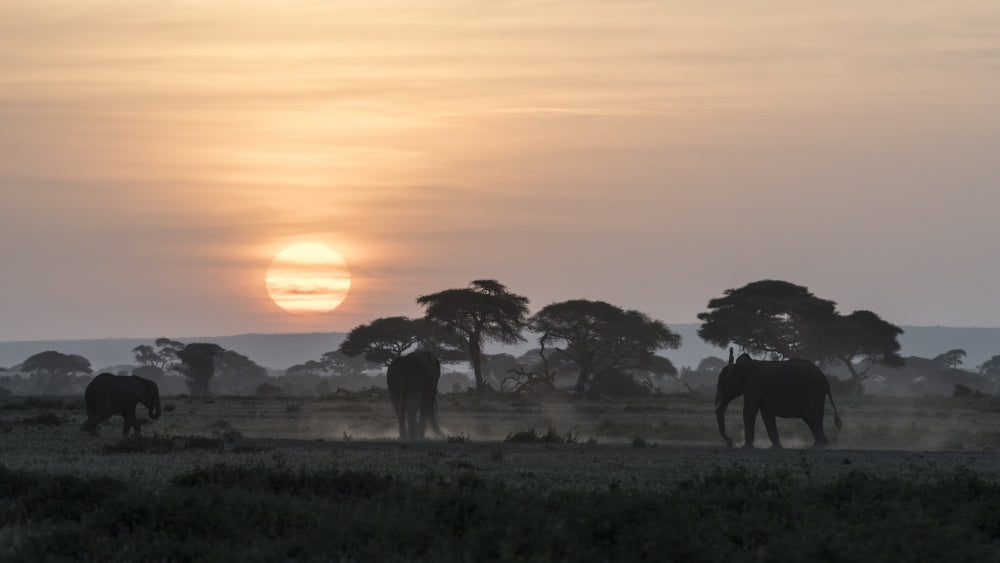 Elephants under acacia trees in Amboseli National Park poster print by Jaynes Gallery