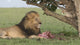 Lions with prey carcass in Maasai Mara National Reserve poster print