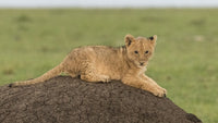 Lion cub on a termite mound in Maasai Mara National Reserve